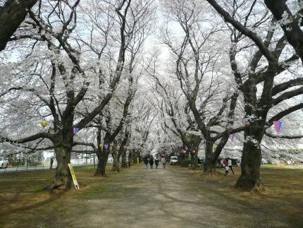桜