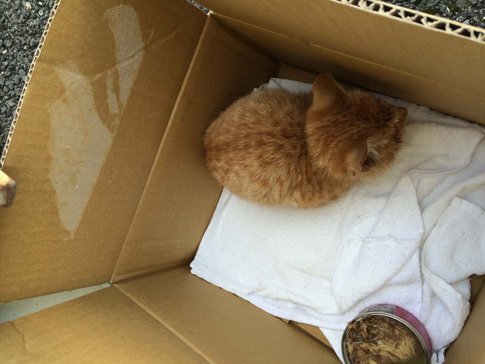 扶養家族1匹！！