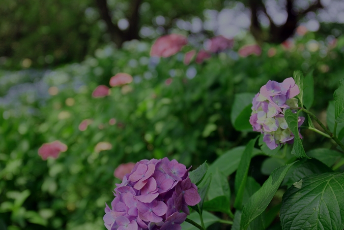 梅雨も、悪くない・・・