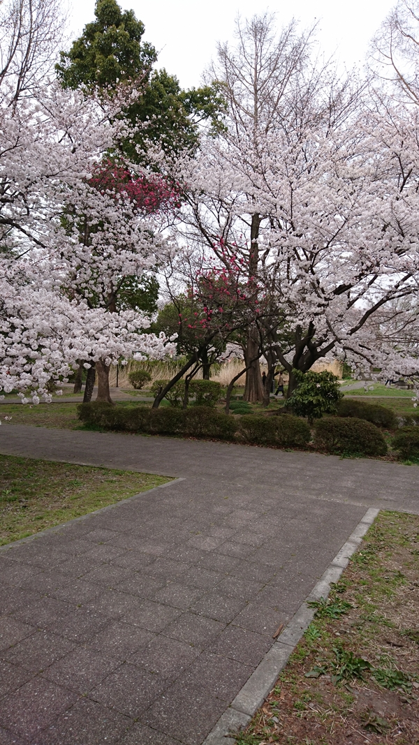 桜も散ってしまって・・・！！