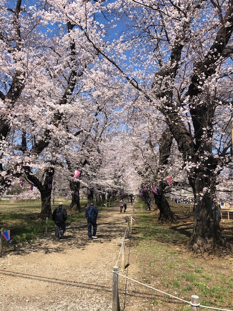 お花見