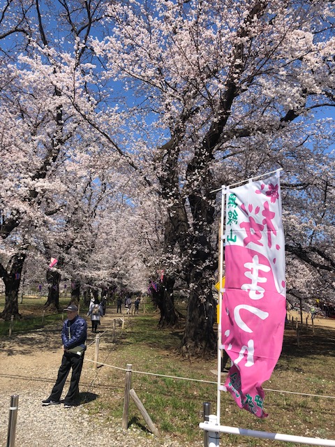 お花見